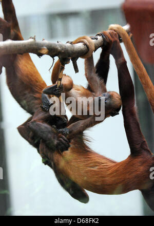 Jeune singe hurleur (genre Alouatta) Geronimo, qui est né le 31 janvier 2012, grimpe avec deux singes âgés dans leur enceinte au zoo de Cologne, Allemagne, 12 juillet 2012. Les singes hurleurs sont indigènes à l'Amérique centrale et du Sud et sont reconnus pour leurs hurlements bruyants qu'ils maily proférer le matin. Photo : HENNING KAISER Banque D'Images