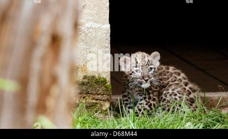 Un petit léopard explore son enclos au zoo de Hanovre, Allemagne, 18 juillet 2012. Le Perse leopard jonchés des triplés : un mâle et deux femelles nés le 26 mai 2012. Ils ont commencé à explorer la piscine en plein air de l'enceinte. Photo : JULIAN STRATENSCHULTE Banque D'Images