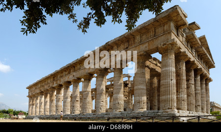 Paestum. La Campanie. L'Italie. Vue de l'arrière et le côté nord du temple de Poséidon (de Neptune). Date de 474 et 450 avant JC. Banque D'Images