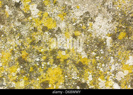 Arrière-plan d'un mur de béton recouvert de mousse et de lichens, champignons Banque D'Images
