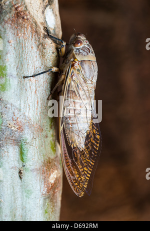 Brown cigale holding sur un arbre Banque D'Images