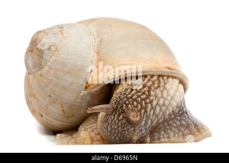 Snail isolé sur fond blanc Banque D'Images