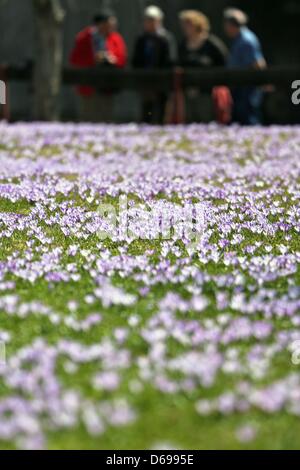 Drehbach, Allemagne. 15 avril 2013. Les crocus sont en fleurs dans Drehbach, Allemagne, 15 avril 2013. Les sept hectares de fleurs de printemps crocus sauvages voilet attact de nombreux visiteurs chaque année. Selon la légende, un pasteur a introduit le crocus dans la région au 18e siècle. Photo : JAN WOITAS/DPA/Alamy Live News Banque D'Images