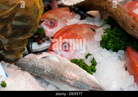 Sélection de poissons sur poissonnerie afficher compteur Banque D'Images