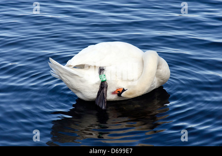 Cygne muet au lissage sur Linlithgow Loch à West Lothian, en Ecosse. Banque D'Images