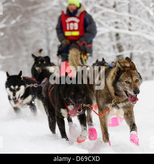 L'équipe de chiens de traîneau de la mi-distance musher Nick Turman sur la piste peu après le début de la John Beargrease Sled Dog Race. Banque D'Images