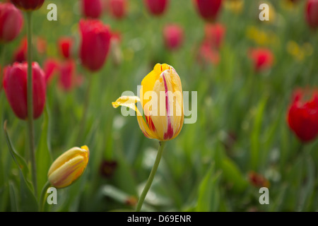 Parmi les tulipes panachées rayures tulipes rouges Banque D'Images