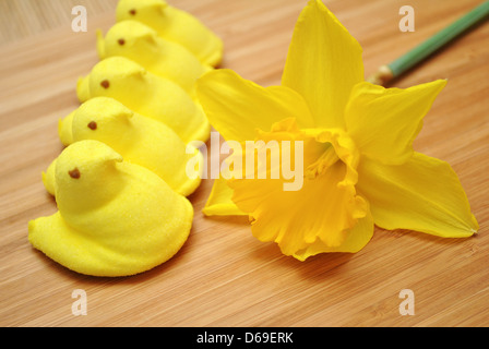 Peeps jaune avec une jonquille Banque D'Images