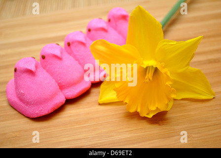 Jaune jonquille avec Peeps Rose Banque D'Images