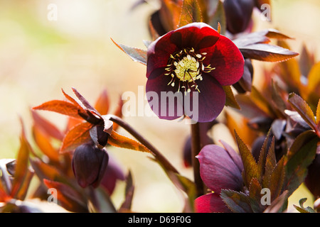 Graines hellébores photographié dans un jardin anglais au printemps soleil Banque D'Images