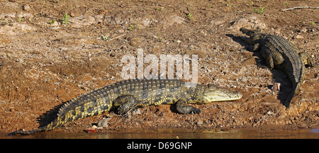 Les crocodiles de la rivière Chobe, Botsuana, Crocodylus niloticus Banque D'Images