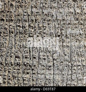 Texture vieil olivier Banque D'Images