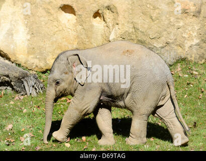 Prague, République tchèque. 15 avril, 2013. Bébé éléphant nommé Sita est vu au cours de la première à l'extérieur de marche au zoo de Prague, en République tchèque, le 15 avril 2013. - Vondrous/CTK Photo/Alamy Live News) Banque D'Images