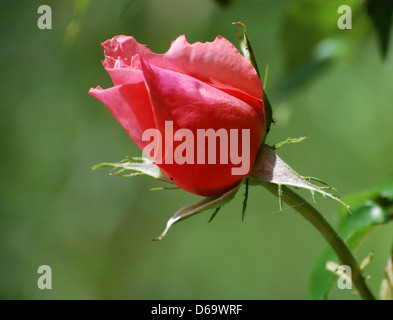 Libre d'une belle rose rouge. Banque D'Images