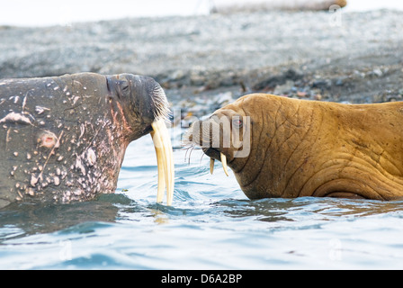 Mer du Groenland, de la Norvège, de l'archipel du Svalbard, Spitzberg, Poolepynten. Le morse (Odobenus rosmarus), avec dans les subadultes adultes Banque D'Images