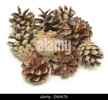 pommes de pin Banque D'Images