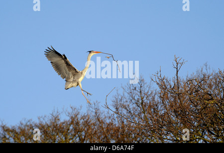 Héron gris adultes avec twig ou petite branche dans son bec au cours de la période de nidification. Banque D'Images