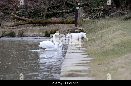 Les jeunes bull-terrier américain de mine et un homme adulte cygne muet montrant un comportement agressif Banque D'Images