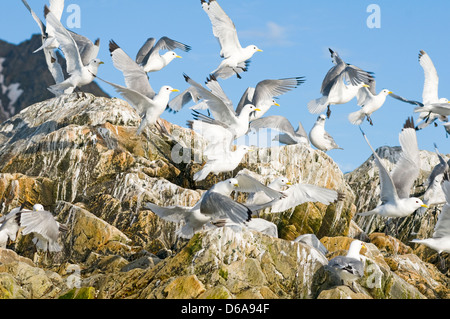 La Norvège, l'archipel du Svalbard, Spitzberg. La mouette tridactyle (Rissa tridactyla), colonie, niche sur les falaises le long de la côte Banque D'Images