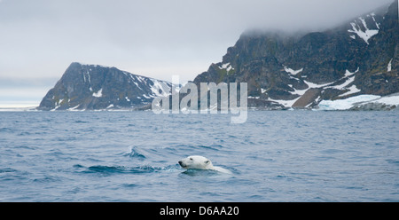 Ours polaire Ursus maritimus adulte nage au large de la côte en été Norvège Archipel du Svalbard Spitzberg Banque D'Images