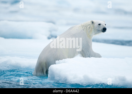 Ours polaire Ursus maritimus adulte grimpe sur la glace de mer flottant au large de la côte Norvège Archipel Svalbard Spitzberg Banque D'Images