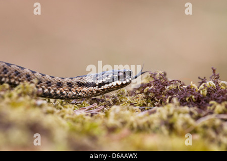 Vipera berus vipère femelle - avec la langue fourchue et prolongé. Banque D'Images