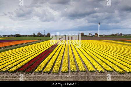 Vue grand angle sur champ de tulipes Banque D'Images