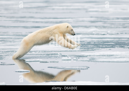 Ours polaire Ursus maritimus voyageant le long de la côte alors qu'il saute de flux en flux sur la glace de mer à la recherche de phoques Svalbard Norvège Banque D'Images