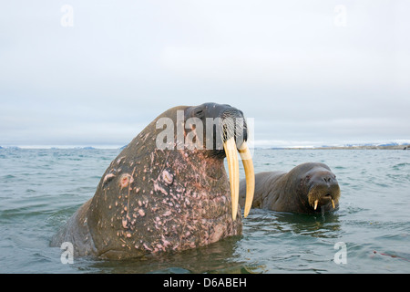 Mer du Groenland, de la Norvège, de l'archipel du Svalbard, Spitzberg. Le morse (Odobenus rosmarus), curieux, des taureaux adultes et subadultes dans l'eau. Banque D'Images