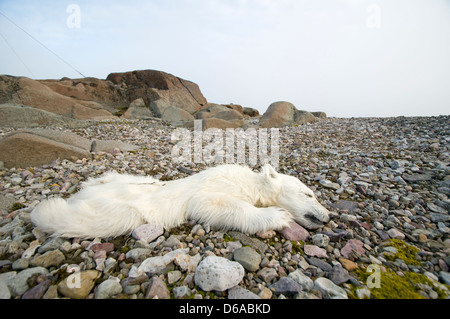 La Norvège, l'archipel du Svalbard, Spitzberg. L'ours blanc, Ursus maritimus, cub printemps retrouvé mort le long de la côte. La cub a été trouvé Banque D'Images