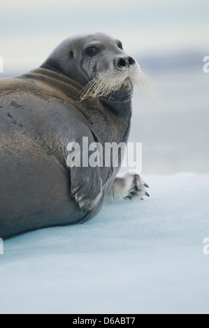 La Norvège, l'archipel du Svalbard, Spitzberg. Le phoque barbu (Erignathus barbatus), adultes, reposant sur un banc de glace en été. Banque D'Images