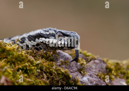 Vipera berus - Additionneur mâle tête avec la langue fourchue étendu Banque D'Images