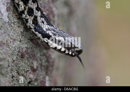 Vipera berus - Additionneur mâle tête avec la langue fourchue étendu Banque D'Images