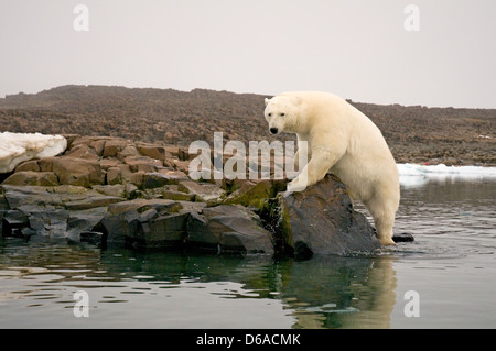 Ours polaire Ursus maritimus grand ours curieux sur une île rocheuse le long de la côte Norvège Archipel Svalbard Spitzberg. Banque D'Images