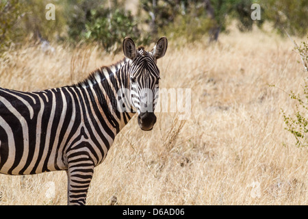 Zebra dans la réserve de Tsavo Banque D'Images