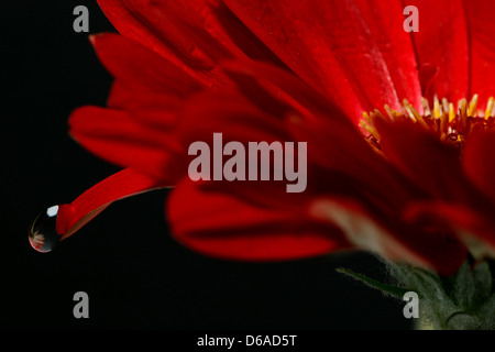 Gerbera rouge fleur avec une goutte d'eau sur un pétale montrant le reflet de fleur sur fond noir. Banque D'Images