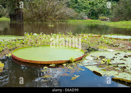 Le Brésil, l'Amazonie, Valeria River, Boca da Valeria. Amazon géant de nénuphars. Banque D'Images