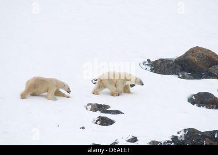 La Norvège, l'archipel du Svalbard, Spitzberg. L'ours blanc, Ursus maritimus, paire de sangliers voyager ensemble le long d'une côte rocheuse Banque D'Images