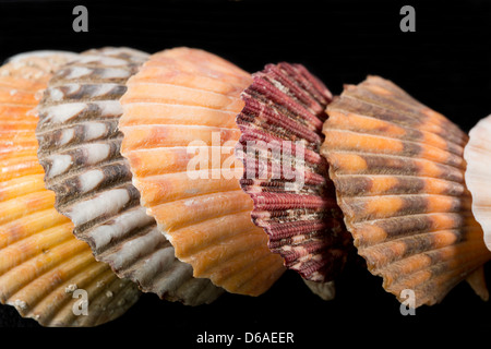USA - Détail de coquillages colorés en forme de cage de partout dans le monde sur fond noir. Banque D'Images