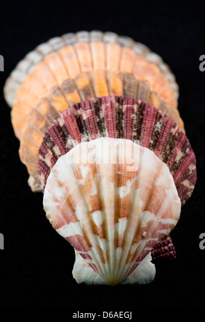 USA - Détail de coquillages colorés en forme de cage de partout dans le monde sur fond noir. Banque D'Images