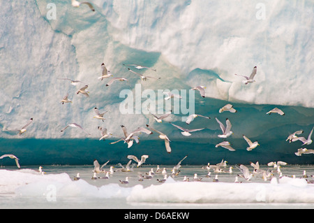 Norvège, archipel du Svalbard, Spitzberg, Hornsund, Burgerbukta. Kittiwake à pattes noires, Rissa tridactyla, plongent pour manger le long d'un glacier Banque D'Images