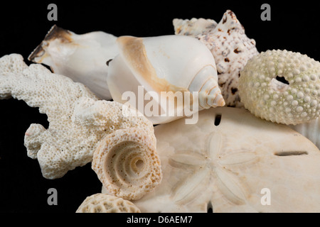 USA - Détail de coquillages blancs, sand dollar & coral de partout dans le monde. Banque D'Images