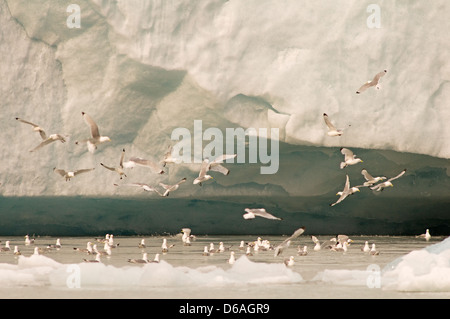 Norvège, archipel du Svalbard, Spitzberg, Hornsund, Burgerbukta. Kittiwake à pattes noires, Rissa tridactyla, plongent pour manger le long d'un glacier Banque D'Images