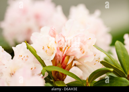 Photo horizontale d'un récemment écussonné au printemps rhododendron rose Banque D'Images