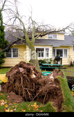 Arbre qui est tombé sur le toit d'une maison. Causés par l'ouragan Sandy. Les racines sont montrant en premier plan. Banque D'Images