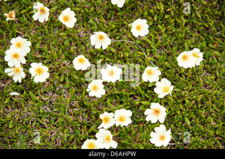 La Norvège, l'archipel du Svalbard, Spitzberg, Johnsfjorden. La dryade, Dryas octopetala, fleurit dans la toundra en été. Banque D'Images