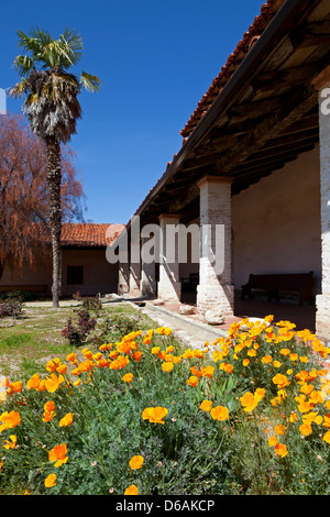 California coquelicots fleurissent sur le patio de la Mission de San Antonio de Padoue, dans le comté de Monterey Californie le long de la El Camino Real Banque D'Images