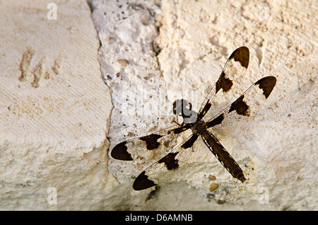 Dragonfly (cerf commun Plathemis lydia) reposant sur des pierres Banque D'Images