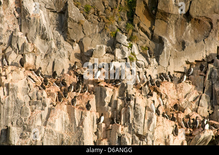 La Norvège, l'archipel du Svalbard, Spitzberg, Sassenfjorden. Guillemot de Brünnich (Uria lomvia, colonie nichant sur les falaises. Banque D'Images