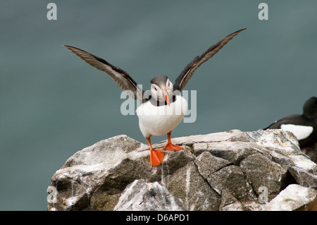 Norvège Archipel du Svalbard, Spitzberg Sassenfjorden macareux de l'Atlantique Fratercula arctica adulte étire ses ailes Banque D'Images